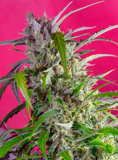 Crystal Candy Auto 3+1 Semillas Sweet Seeds