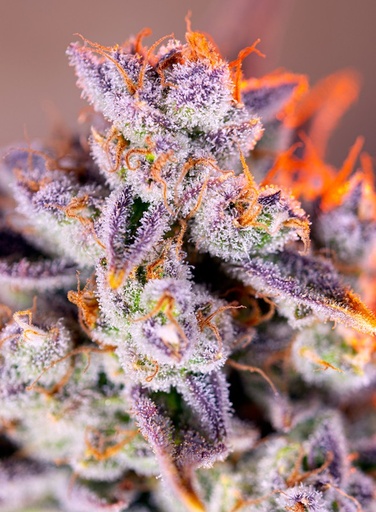 Tropicanna Poison XL Auto 3+1 Semillas Sweet Seeds