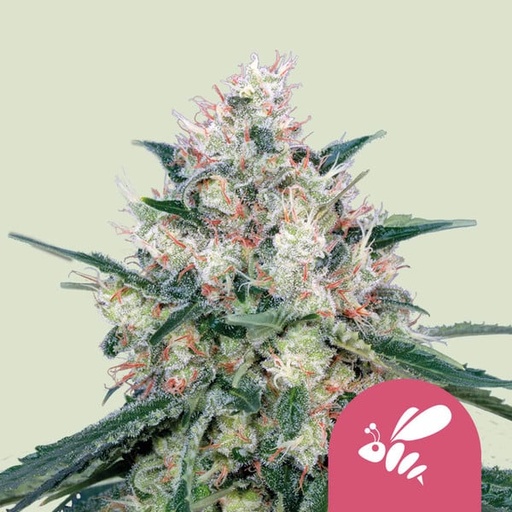 Honey Cream Fast Fem 3 Semillas Royal Queen Seeds