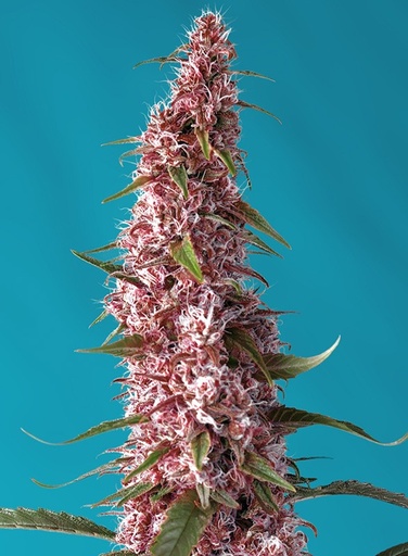 Red Pure Auto CBD 3+1 Semillas Sweet Seeds