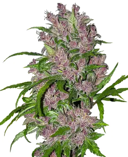 Purple Bud Auto 3+1 Semillas Sensi Seeds White Label
