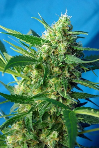 Ice Cool Auto 3+1 Semillas Sweet Seeds