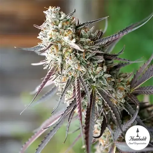 Ice Cream Cake FF Fem 3 Semillas Humboldt Seeds