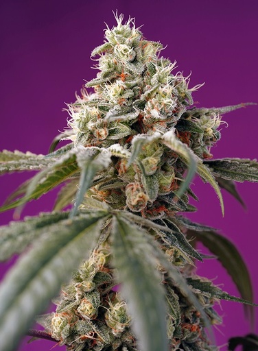 Bruce Banner Auto 3+1 Semillas Sweet Seeds