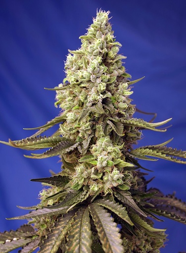  Runtz XL Auto 3+1 Semillas Sweet Seeds