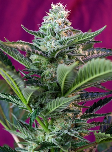 Mohan Ram Auto 3+1 Semillas Sweet Seeds