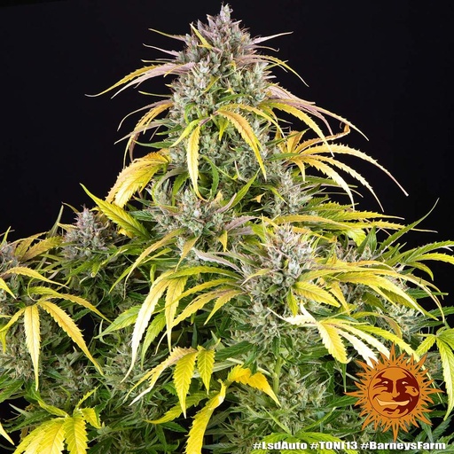 LSD Auto 3 Semillas Barney`s Farm