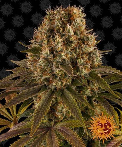 Strawberry Lemonade Fem 3 Semillas Barney`s Farm