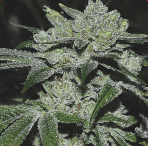 Sour Glue Fem 3+2 Semillas Medical Seeds