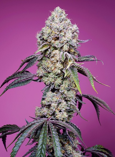 Sweet Mandarine Zkittlez Fast Version Fem 3+1 Semillas Sweet Seeds  