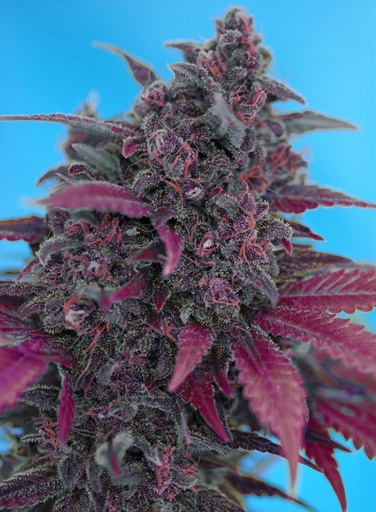 Dark Devil Auto x25 Semillas Sweet Seeds