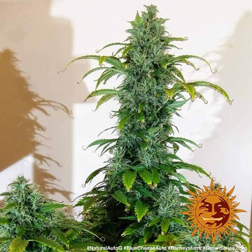 Blueberry Cheese Auto 3 Semillas Barney`s Farm