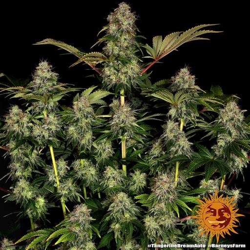 Tangerine Dream Auto 3 Semillas Barney`s Farm