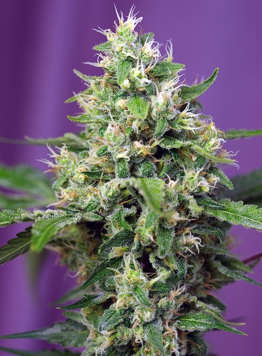 Sweet Amnesia Haze XL Auto 3+1 Semillas Sweet Seeds