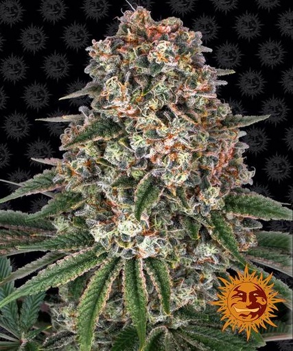 Tropicana Banana Fem 3 Semillas Barney`s Farm