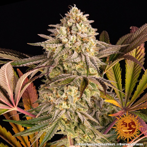 Blue Sunset Sherbet Fem 3 Semillas Barney`s Farm