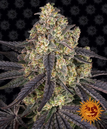Kush Mintz Fem 3 Semillas Barney`s Farm