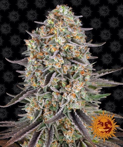 Sour Strawberry Fem 3 Semillas Barney`s Farm