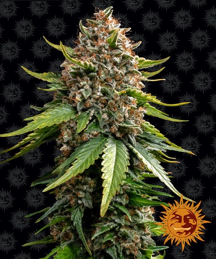 White Widow XXL Fem 3 Semillas Barney`s Farm