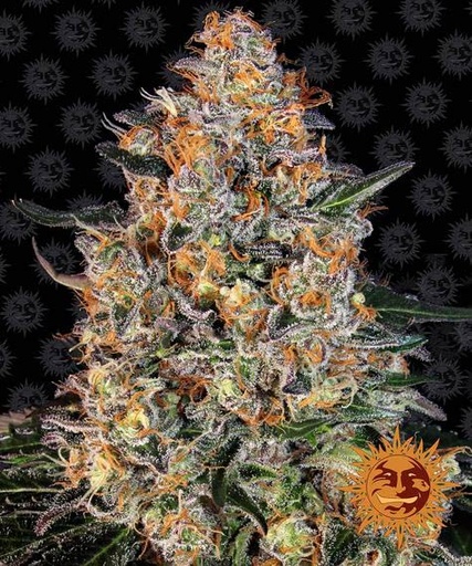Bubba Kush Fem 3 Semillas Barney`s Farm