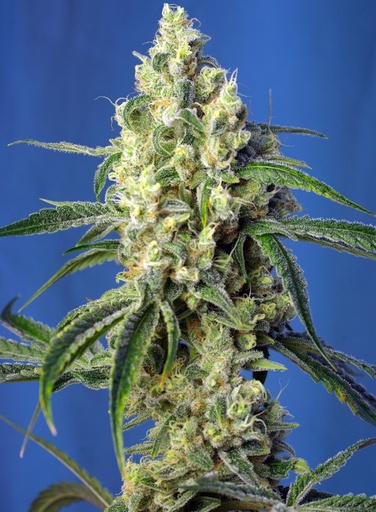 Green Poison CBD Fem 3+1 Semillas Sweet Seeds
