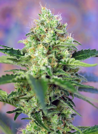 Crystal Candy Fem 3+1 Semillas Sweet Seeds