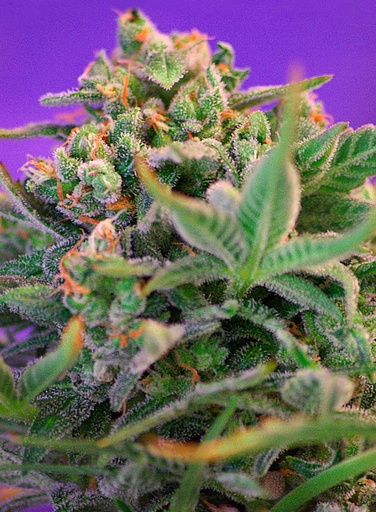 Sweet Cheese Fem 3+1 Semillas Sweet Seeds