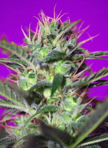 Botafumeiros Fem 3+1 Semillas Sweet Seeds