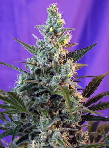 Sweet Skunk F1 Fast Version Fem 3+1 Semillas Sweet Seeds