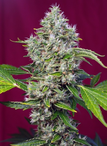 San Fernando Lemon Kush Fem 3+1 Semillas Sweet Seeds