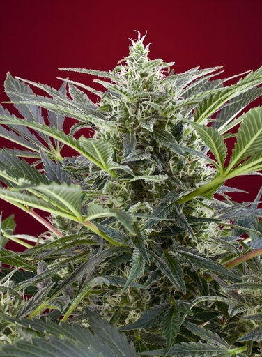 Cream 47 Fem 3+1 Semillas Sweet Seeds