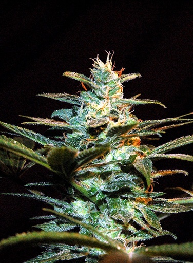 Ice Cool Fem 3+1 Semillas Sweet Seeds
