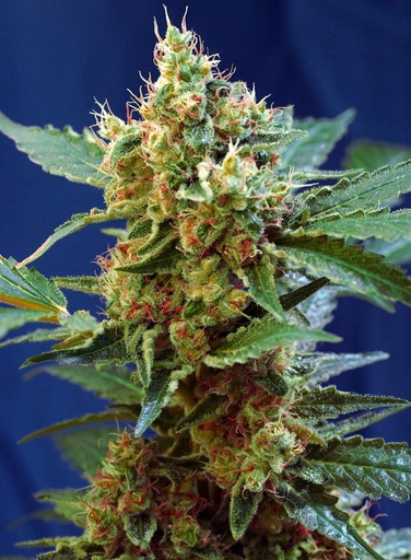 Cream Mandarine XL Auto 3+1 Semillas Sweet Seeds