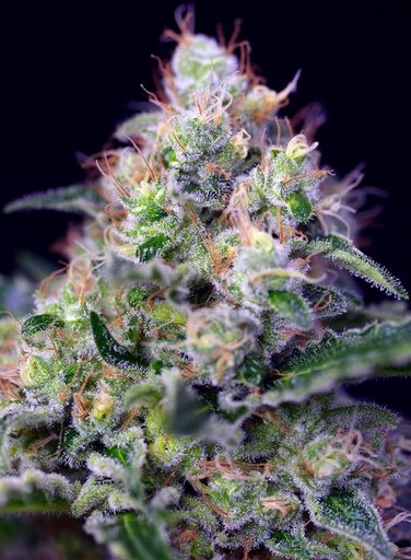 Cream Caramel Fem 3+1 Semillas Sweet Seeds