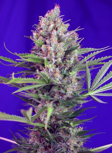 Cream Mandarine F1 Fast Version Fem 3+1 Semillas Sweet Seeds